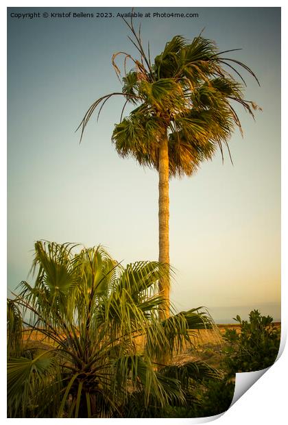 Vertical shot of a palm tree waving in the wind during sunset Print by Kristof Bellens