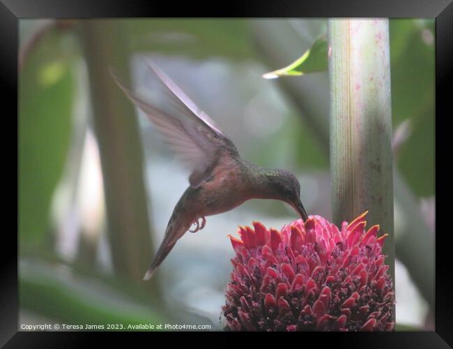 Humming bird  Framed Print by Teresa James