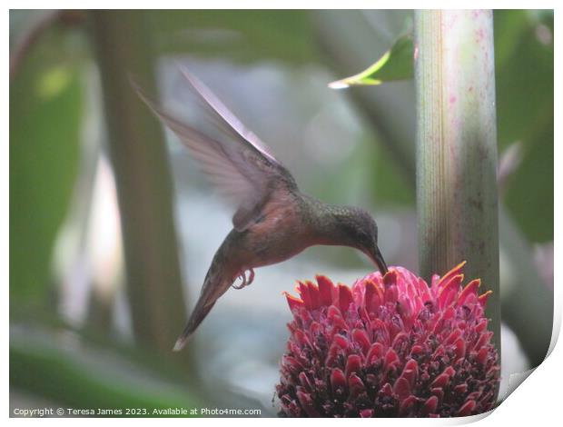 Humming bird  Print by Teresa James