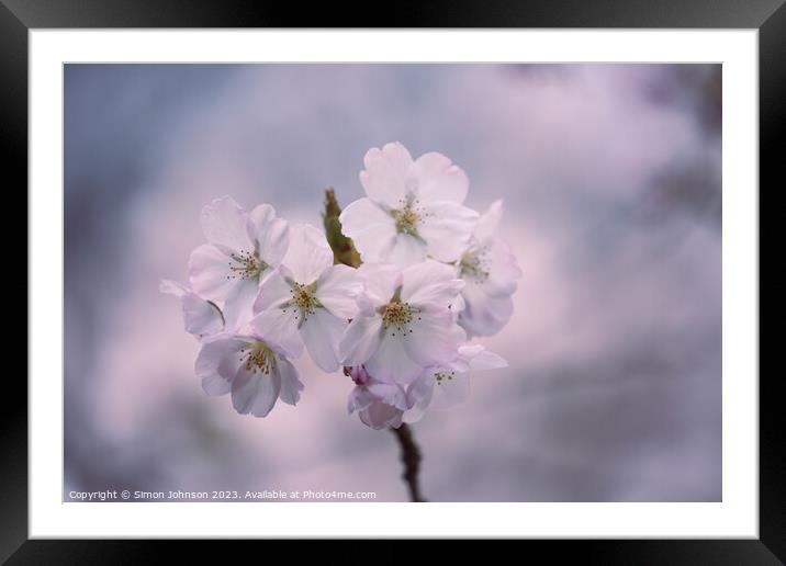  Cherry Blossom Framed Mounted Print by Simon Johnson