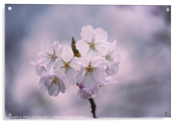  Cherry Blossom Acrylic by Simon Johnson