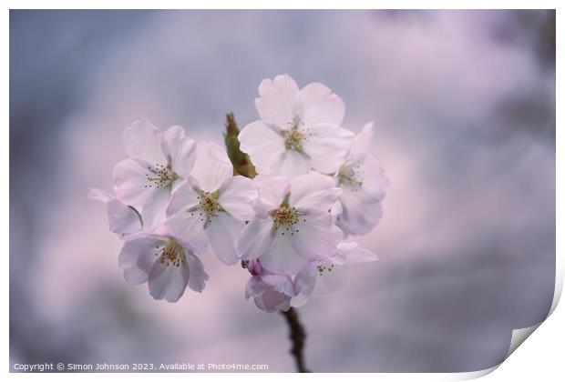  Cherry Blossom Print by Simon Johnson