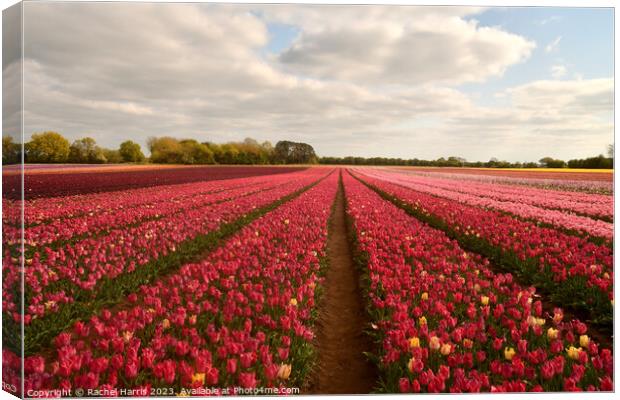 tulip fields pink  Canvas Print by Rachel Harris
