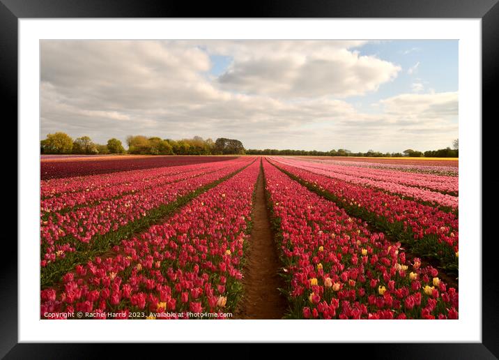 tulip fields pink  Framed Mounted Print by Rachel Harris