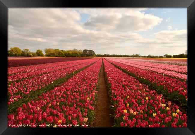 tulip fields pink  Framed Print by Rachel Harris