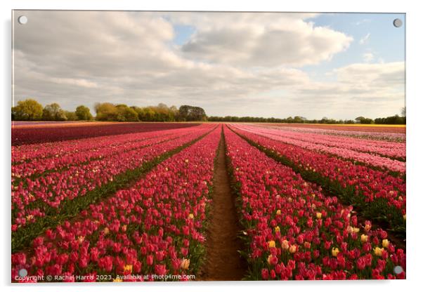 tulip fields pink  Acrylic by Rachel Harris