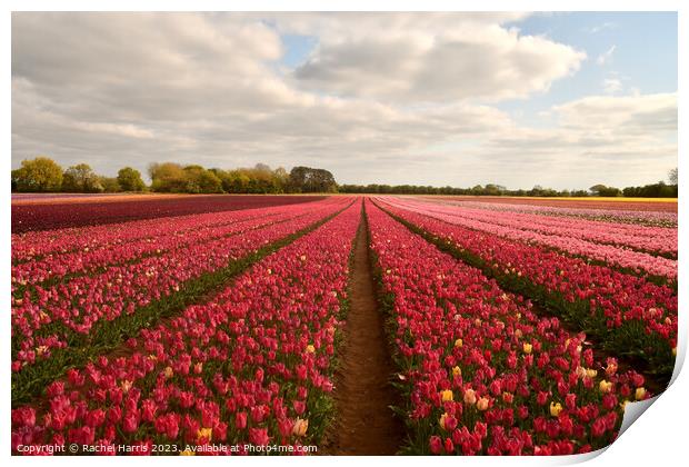 tulip fields pink  Print by Rachel Harris