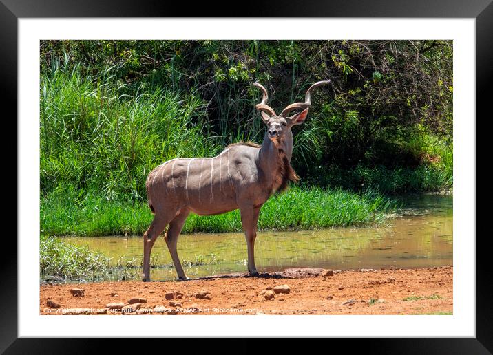 A regal display Framed Mounted Print by Adrian Turnbull-Kemp