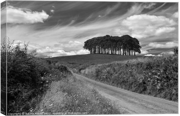 Nearly there Trees Canvas Print by Rachel Harris