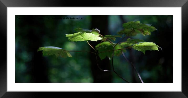 Light in the Darkness Framed Mounted Print by Jim Jones