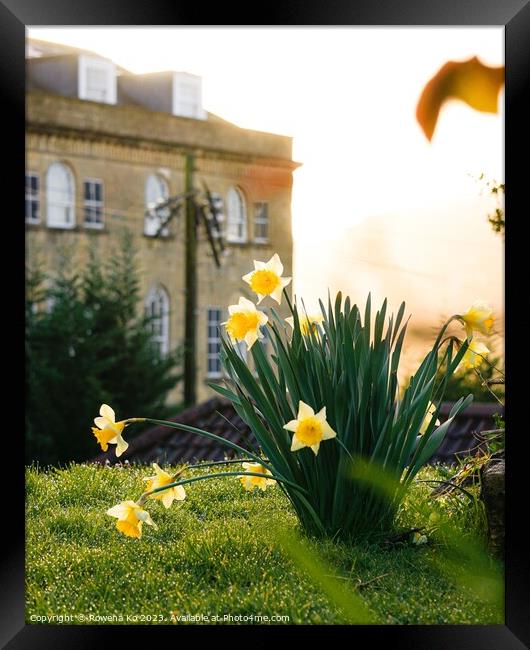 Morning Daffodils  Framed Print by Rowena Ko