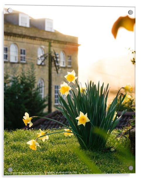 Morning Daffodils  Acrylic by Rowena Ko
