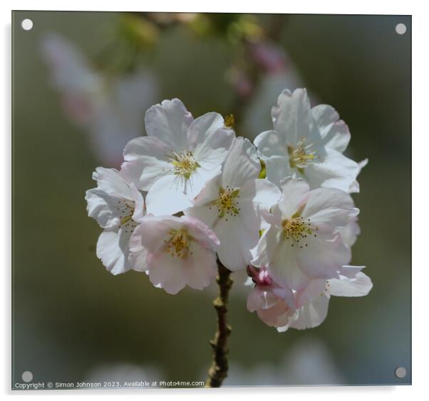 Cherry blossom  Acrylic by Simon Johnson