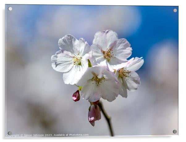 Cherry blossom  Acrylic by Simon Johnson