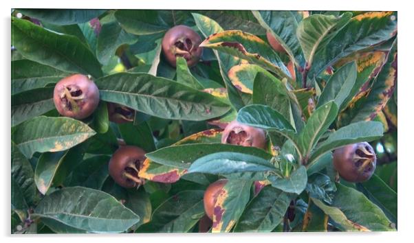 Medlar fruit Mespilus germanica on a branch Acrylic by Irena Chlubna