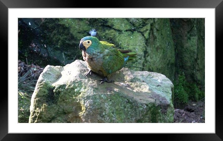 Green parrot (Amazona farinosa) Green parrot with yellow feathers. Framed Mounted Print by Irena Chlubna