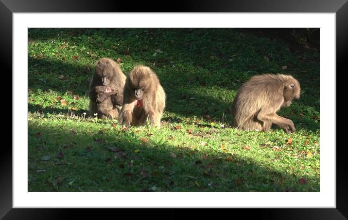 Gelada Baboon (Theropithecus gelada) monkey in nature Framed Mounted Print by Irena Chlubna