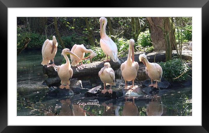 Group of white pelicans resting on the edge of the lake Framed Mounted Print by Irena Chlubna