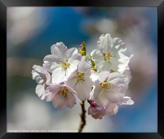 Cherry Blossom  Framed Print by Simon Johnson