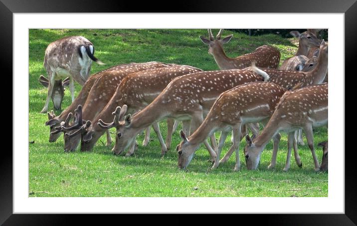 Fallow deer family in a green meadow in summer (Dama dama) Framed Mounted Print by Irena Chlubna