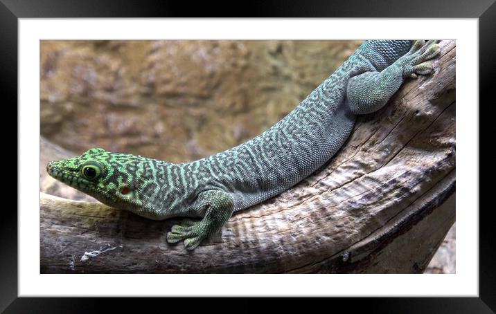 Madagascar giant day gecko (phelsuma grandis) Framed Mounted Print by Irena Chlubna