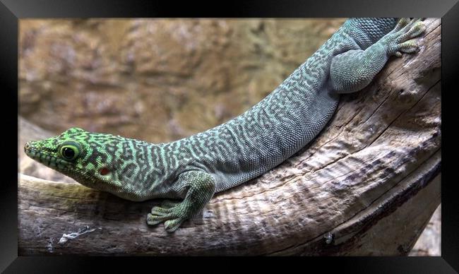 Madagascar giant day gecko (phelsuma grandis) Framed Print by Irena Chlubna