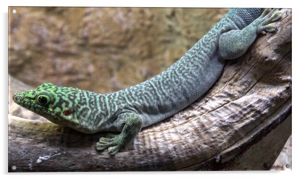 Madagascar giant day gecko (phelsuma grandis) Acrylic by Irena Chlubna
