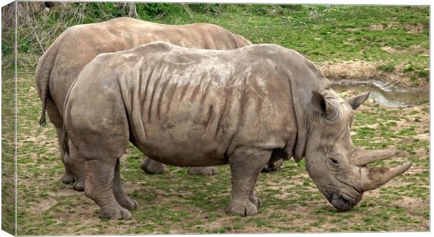 Southern white rhinoceros (Ceratotherium simum simum). Critically endangered animal species. Canvas Print by Irena Chlubna