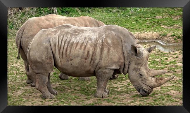 Southern white rhinoceros (Ceratotherium simum simum). Critically endangered animal species. Framed Print by Irena Chlubna