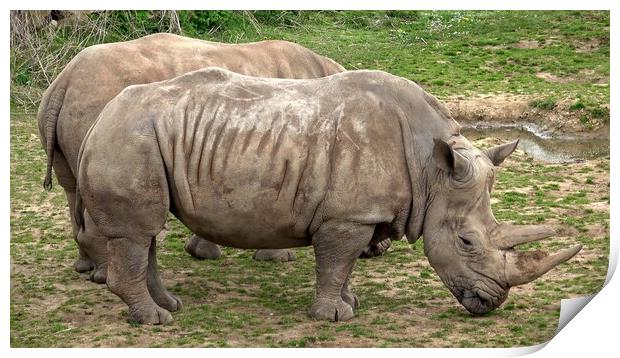 Southern white rhinoceros (Ceratotherium simum simum). Critically endangered animal species. Print by Irena Chlubna