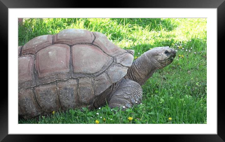 Aldabra giant tortoise (Aldabrachelys gigantea) eating grass Framed Mounted Print by Irena Chlubna