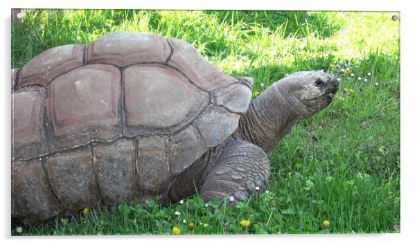 Aldabra giant tortoise (Aldabrachelys gigantea) eating grass Acrylic by Irena Chlubna