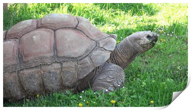 Aldabra giant tortoise (Aldabrachelys gigantea) eating grass Print by Irena Chlubna