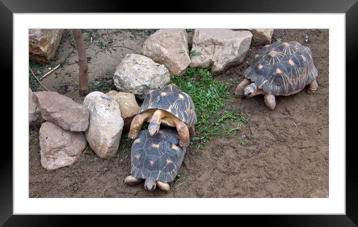 Turtles in mating season male and female Framed Mounted Print by Irena Chlubna