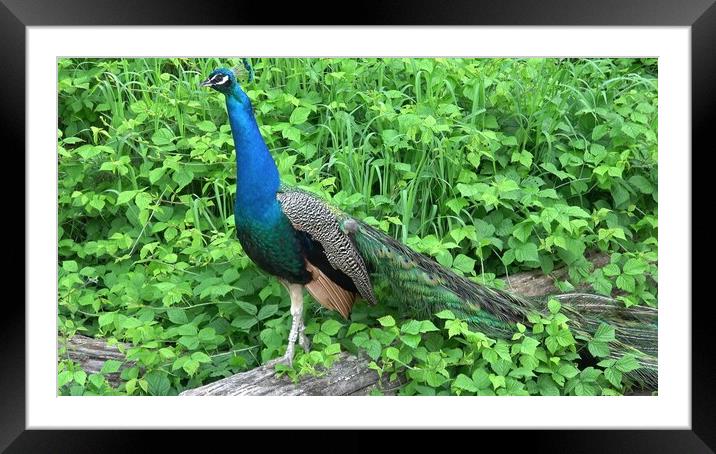 The Indian peafowl or blue peafowl (Pavo cristatus). Portrait of beautiful peacock Framed Mounted Print by Irena Chlubna