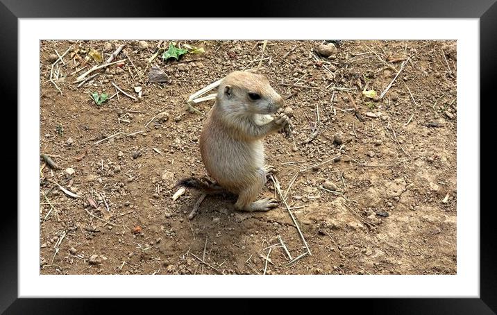 Black-tailed prairie dog (Cynomys ludovicianus) Framed Mounted Print by Irena Chlubna