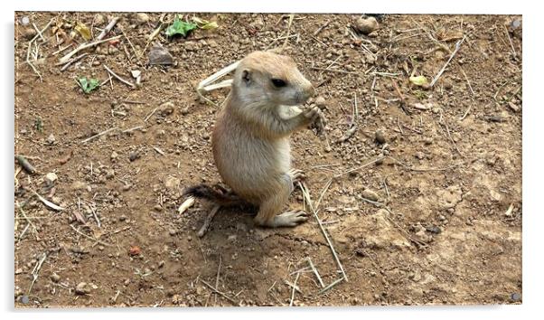 Black-tailed prairie dog (Cynomys ludovicianus) Acrylic by Irena Chlubna