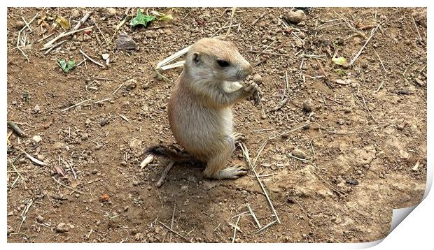 Black-tailed prairie dog (Cynomys ludovicianus) Print by Irena Chlubna