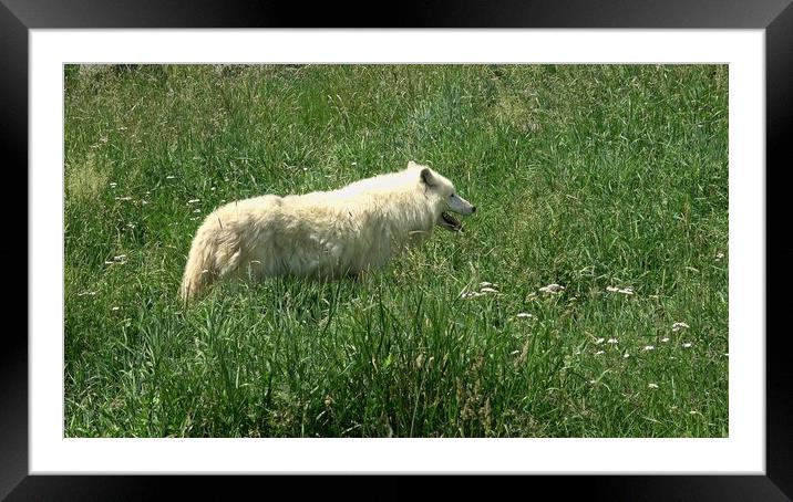 Arctic Wolf (Canis lupus arctos) Framed Mounted Print by Irena Chlubna