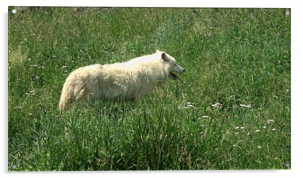 Arctic Wolf (Canis lupus arctos) Acrylic by Irena Chlubna