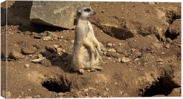 Meerkat, Suricata suricatta sitting and looking into the distance. Canvas Print by Irena Chlubna