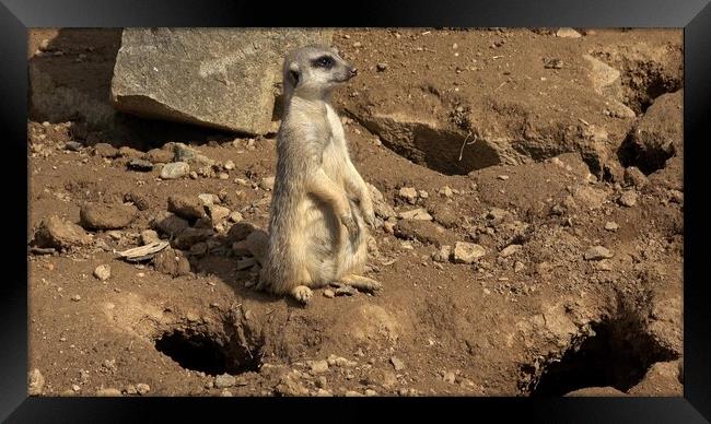 Meerkat, Suricata suricatta sitting and looking into the distance. Framed Print by Irena Chlubna