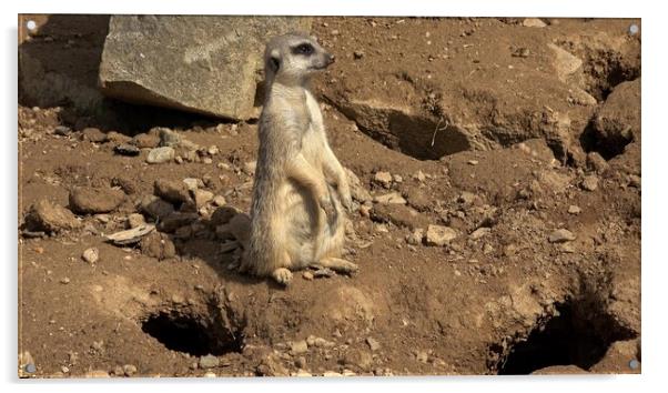 Meerkat, Suricata suricatta sitting and looking into the distance. Acrylic by Irena Chlubna