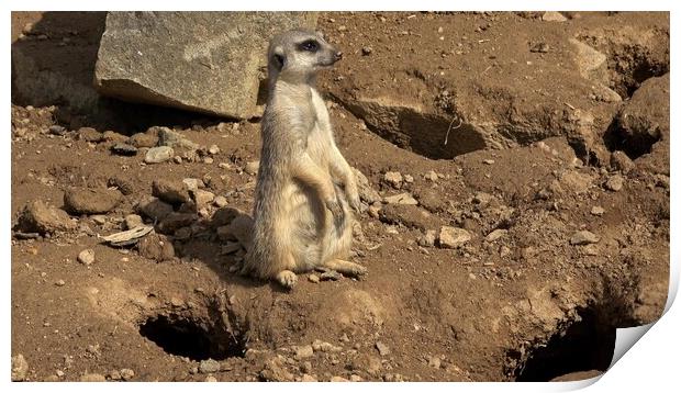 Meerkat, Suricata suricatta sitting and looking into the distance. Print by Irena Chlubna