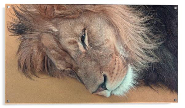 Barbary lion (Panthera leo leo). Sleeping lion Acrylic by Irena Chlubna