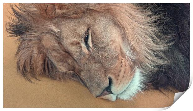 Barbary lion (Panthera leo leo). Sleeping lion Print by Irena Chlubna