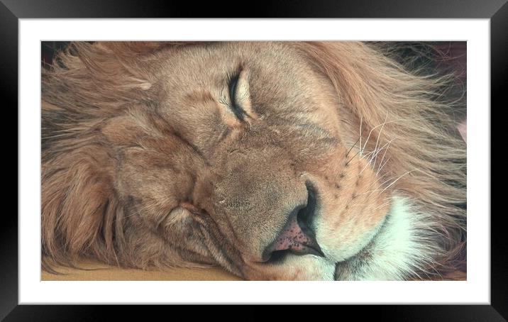 Barbary lion (Panthera leo leo). Sleeping lion Framed Mounted Print by Irena Chlubna