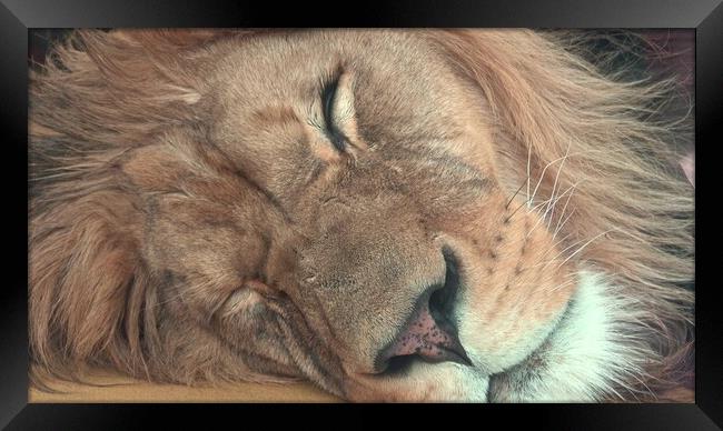 Barbary lion (Panthera leo leo). Sleeping lion Framed Print by Irena Chlubna