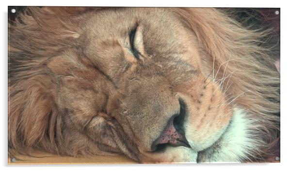Barbary lion (Panthera leo leo). Sleeping lion Acrylic by Irena Chlubna