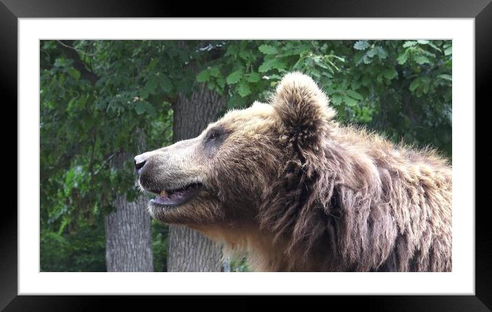 Kamchatka brown bear (Ursus arctos beringianus) Framed Mounted Print by Irena Chlubna